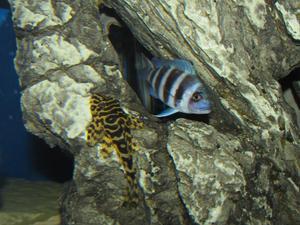 Cyphotilapia frontosa 'blue Zaire Kitumba' F1