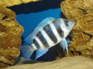 Cyphotilapia frontosa 'blue Zaire Kitumba' F1