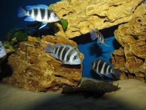 Cyphotilapia frontosa 'blue Zaire Kitumba' F1