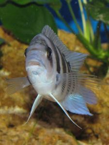 Cyphotilapia frontosa 'blue Zaire Kitumba' F1