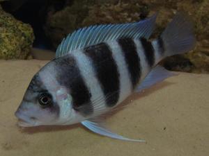 Cyphotilapia frontosa 'blue Zaire Kitumba' F1