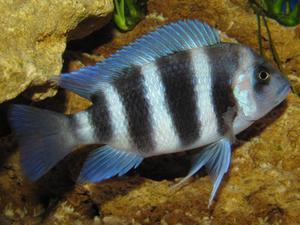 Cyphotilapia frontosa 'blue Zaire Kitumba' F1