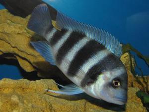 Cyphotilapia frontosa 'blue Zaire Kitumba' F1