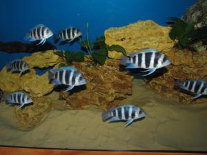 Cyphotilapia frontosa 'blue Zaire Kitumba' F1