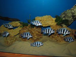 Cyphotilapia frontosa 'blue Zaire Kitumba' F1