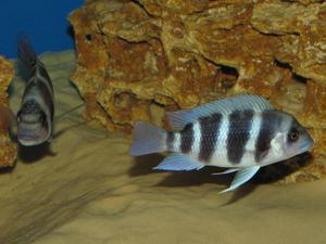 Cyphotilapia frontosa 'blue Zaire Kitumba' F1