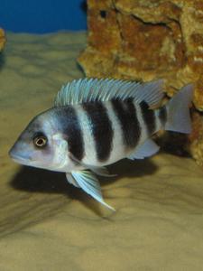 Cyphotilapia frontosa 'blue Zaire Kitumba' F1