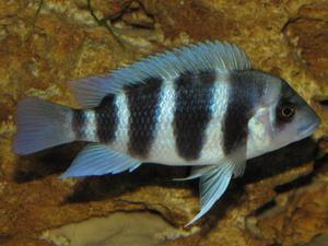 Cyphotilapia frontosa 'blue Zaire Kitumba' F1