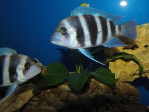 Cyphotilapia frontosa 'blue Zaire Kitumba' F1