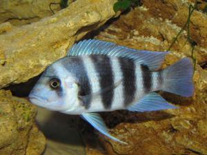 Cyphotilapia frontosa 'blue Zaire Kitumba' F1