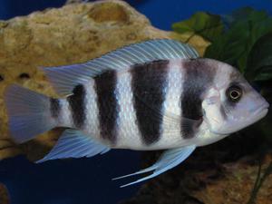 Cyphotilapia frontosa 'blue Zaire Kitumba' F1