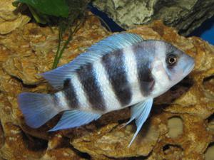 Cyphotilapia frontosa 'blue Zaire Kitumba' F1