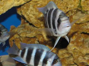 Cyphotilapia frontosa 'blue Zaire Kitumba' F1