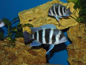 Cyphotilapia frontosa 'blue Zaire Kitumba' F1( 10 месяцев )