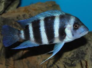 Cyphotilapia frontosa 'blue Zaire Kitumba' F1( 11 месяцев )