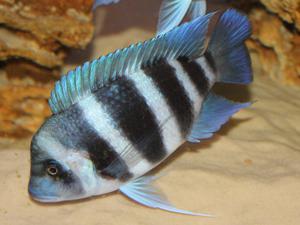 Cyphotilapia frontosa 'blue Zaire Kitumba' F1( 11 месяцев )