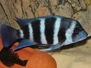 Cyphotilapia frontosa 'blue Zaire Kitumba' F1( 11 месяцев )