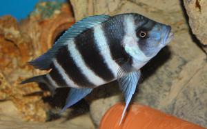 Cyphotilapia frontosa 'blue Zaire Kitumba' F1( 11 месяцев )