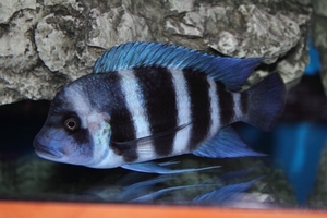 Cyphotilapia frontosa 'blue Zaire Kitumba' F1(14 месяцев)