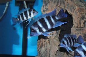 Cyphotilapia frontosa 'blue Zaire Kitumba' F1(14 месяцев)