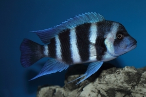 Cyphotilapia frontosa 'blue Zaire Kitumba' F1(14 месяцев)