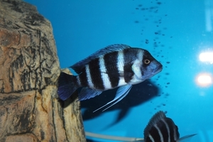 Cyphotilapia frontosa 'blue Zaire Kitumba' F1(14 месяцев)