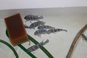 Cyphotilapia frontosa 'blue Zaire Kitumba' F1(14 месяцев)