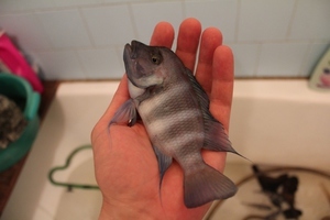 Cyphotilapia frontosa 'blue Zaire Kitumba' F1(14 месяцев)