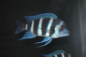 Cyphotilapia frontosa 'blue Zaire Kitumba' F1(16 месяцев)