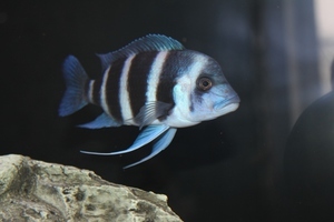 Cyphotilapia frontosa 'blue Zaire Kitumba' F1(16 месяцев)