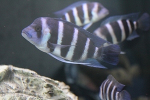 Cyphotilapia frontosa 'blue Zaire Kitumba' F1(16 месяцев)