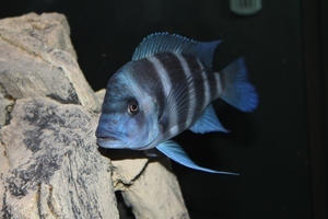 Cyphotilapia frontosa 'blue Zaire Kitumba' F1(16 месяцев)