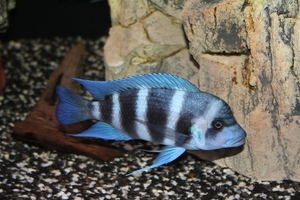 Cyphotilapia frontosa 'blue Zaire Kitumba' F1(16 месяцев)