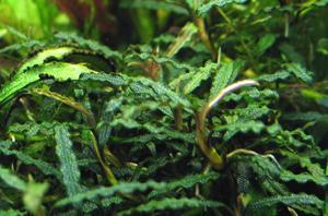 Bucephalandra sp. Blue Leaf Melavi South, West Kalimantan-3