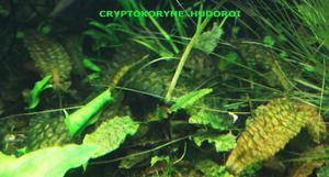 Cryptocoryne hudoroi-11