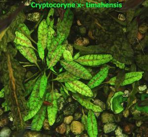 Cryptocoryne x- timahensis -11