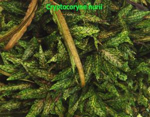 Cryptocoryne nurii-11