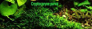 Cryptocoryne parva-11