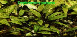 Cryptocoryne х-purpurea -11