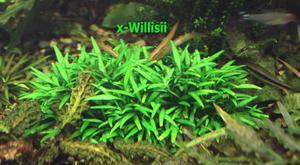 x-Willisii 2