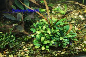 Cryptocoryne Nakamotoi-1