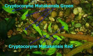 Cryptocoryne Matakensis