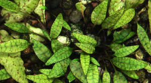 Cryptocoryne х-purpurea -2