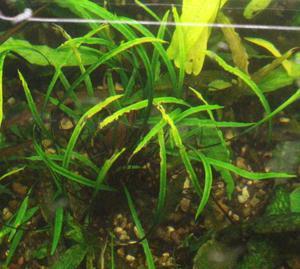 Cryptocoryne sp. Kannor-1