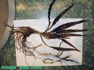 Albida_Red_Form-2