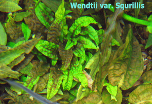 Wendtii var. Squrillis-1