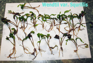 Wendtii var. Squrillis-2