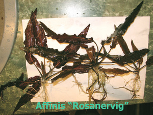 Affinis_Rosanervig-2