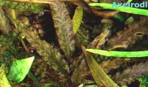 Cryptocoryne_Axelrodi-1