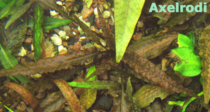 Cryptocoryne_Axelrodi-2